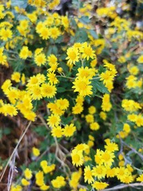野菊花