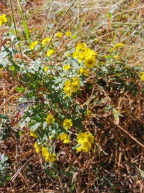 野菊花