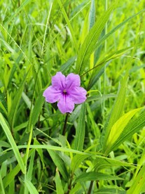 蓝花草