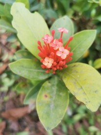 龙船花 