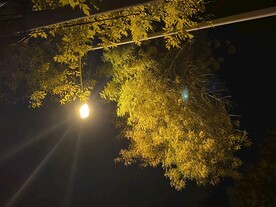秋天的夜空 路灯下的树