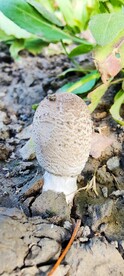 小蘑菇
