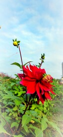 花展