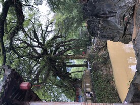 百年古树照片