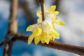 雪中腊梅