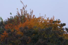黄栌 