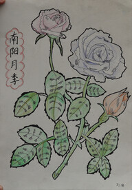 南阳月季