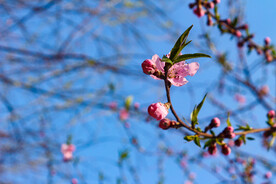 桃花盛开的时候