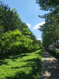 林荫小路2
