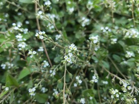 蓝色小花