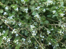 蓝色小花