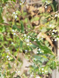 蓝色小花