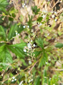 蓝色小花