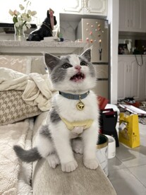 小猫咪