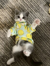 小猫咪