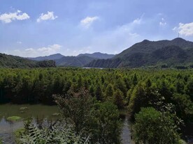 红杉林