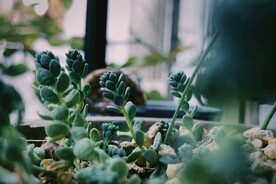 绿植多肉