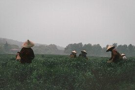茶农 茶山 茶园