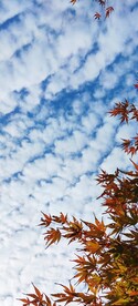 仰望枫叶天空