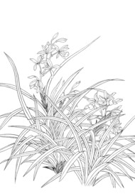 兰花手绘插画