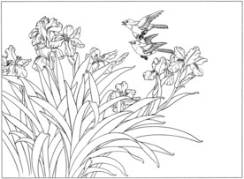 蝴蝶兰线稿图