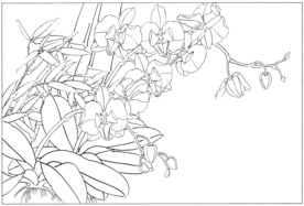 线稿黑白植物