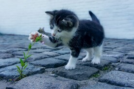 小猫咪