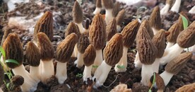 羊肚菌