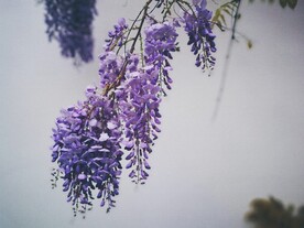 紫藤花
