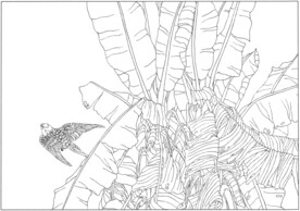 白描线稿树叶图