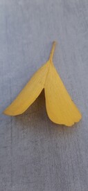 银杏 树叶