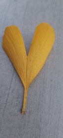 银杏 树叶