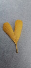 银杏 树叶