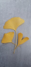 银杏 树叶