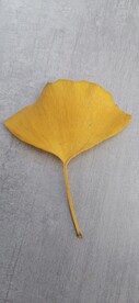 银杏 树叶