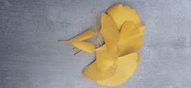 银杏 树叶