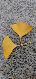 银杏 树叶