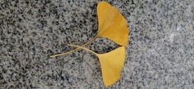 银杏 树叶