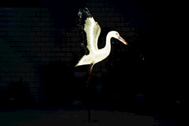 发光白鹭仙鹤by泉州江之南