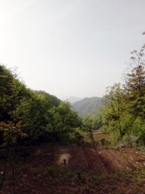 乡村田地
