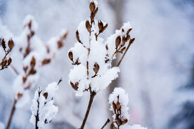 冬天雪