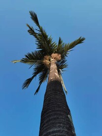 挺拔