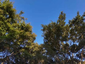 绿树蓝天