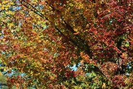彩叶风景