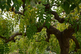彩叶风景