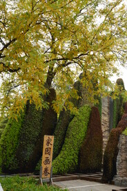 彩叶风景