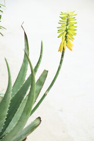 芦荟植物摄影图