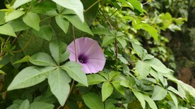 牵牛花  紫色