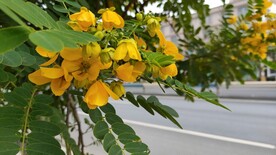 花色花朵 路边风景
