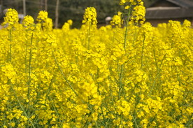 油菜花田